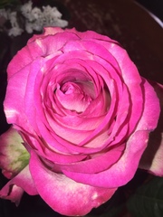 Rosa