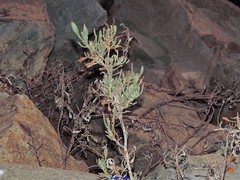 Limoniastrum monopetalum