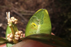 Monarthropalpus flavus