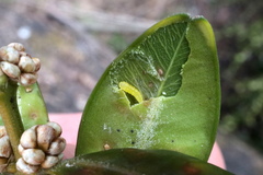 Monarthropalpus flavus