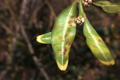 Monarthropalpus flavus