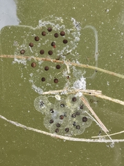 Dendropsophus luddeckei