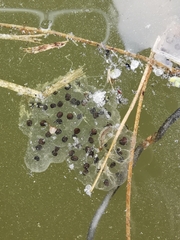 Dendropsophus luddeckei