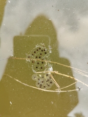 Dendropsophus luddeckei