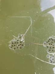 Dendropsophus luddeckei