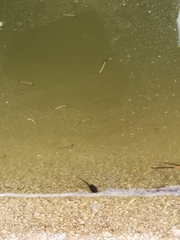 Dendropsophus luddeckei