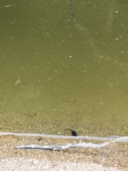 Dendropsophus luddeckei