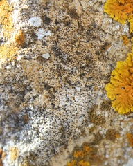 Bagliettoa parmigera