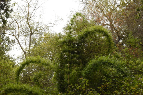 Chusquea ciliata