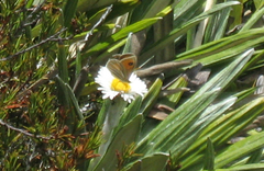 Argyrophenga janitae