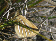Argyrophenga janitae
