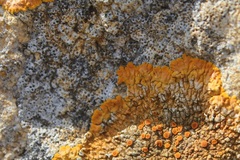 Bagliettoa parmigera