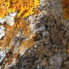 Bagliettoa parmigera