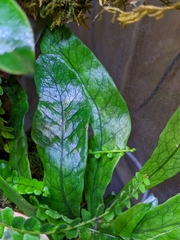 Microsorum musifolium