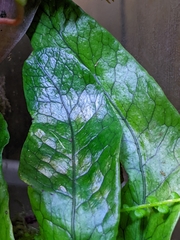 Microsorum musifolium