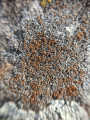 Rufoplaca arenaria