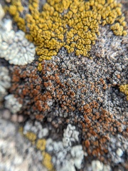 Rufoplaca arenaria