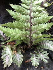 Athyrium niponicum