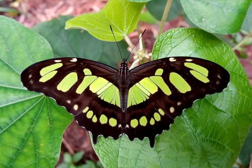 Malaquita (Borboletas de Rio Claro, SP/Butterflies of Rio Claro, SP ...