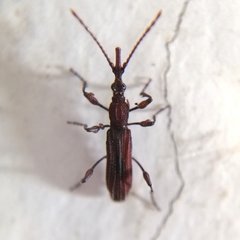 Stereobates pedator