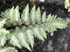 Athyrium niponicum