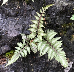 Athyrium niponicum