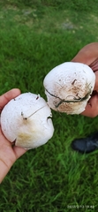 Agaricus