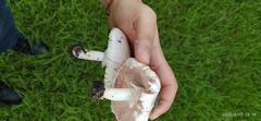 Agaricus