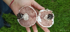 Agaricus