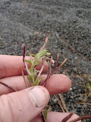 Podosphaera epilobii