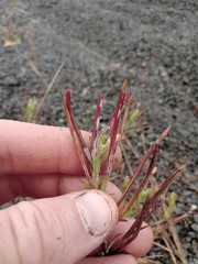 Podosphaera epilobii