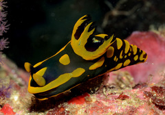 Tambja gabrielae