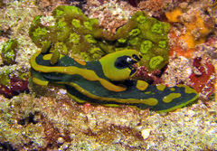 Tambja gabrielae