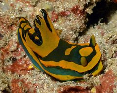 Tambja gabrielae