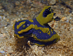 Tambja gabrielae