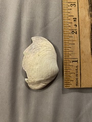 Semele