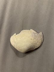 Semele