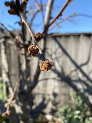 Acalitus phloeocoptes