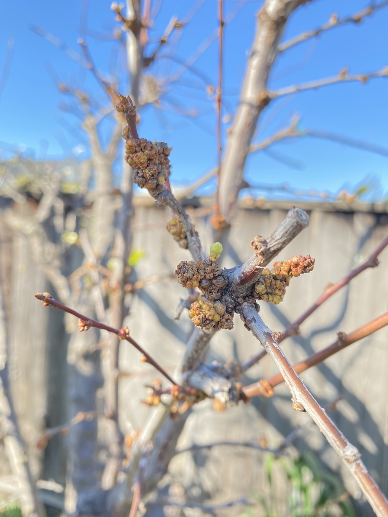 Almond and plum bud gall mite