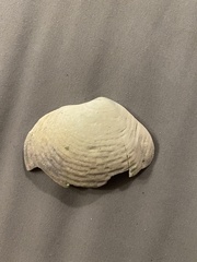 Semele