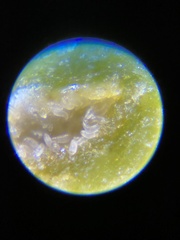 Acalitus phloeocoptes