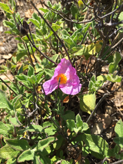 Cistus creticus eriocephalus