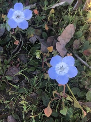 Nemophila