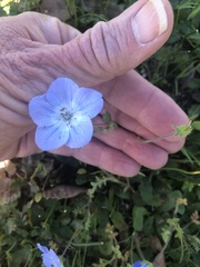 Nemophila