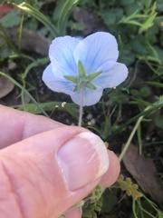 Nemophila