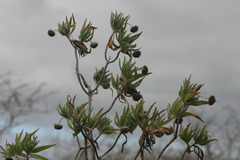 Scalesia villosa