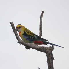 Platycercus eximius x adscitus