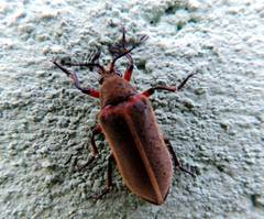 Polytomus marginatus