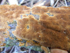 Fuscoporia ferruginosa