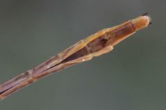 Phanogomphus cavillaris